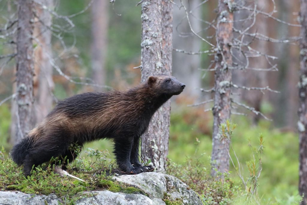 Affûts à loups, ours et gloutons