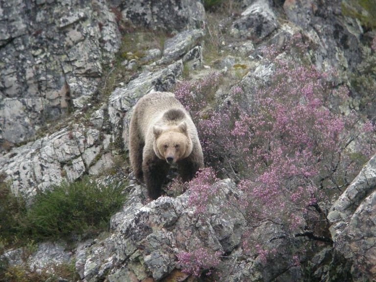Espagne - Ours bruns, loups et chats sauvages