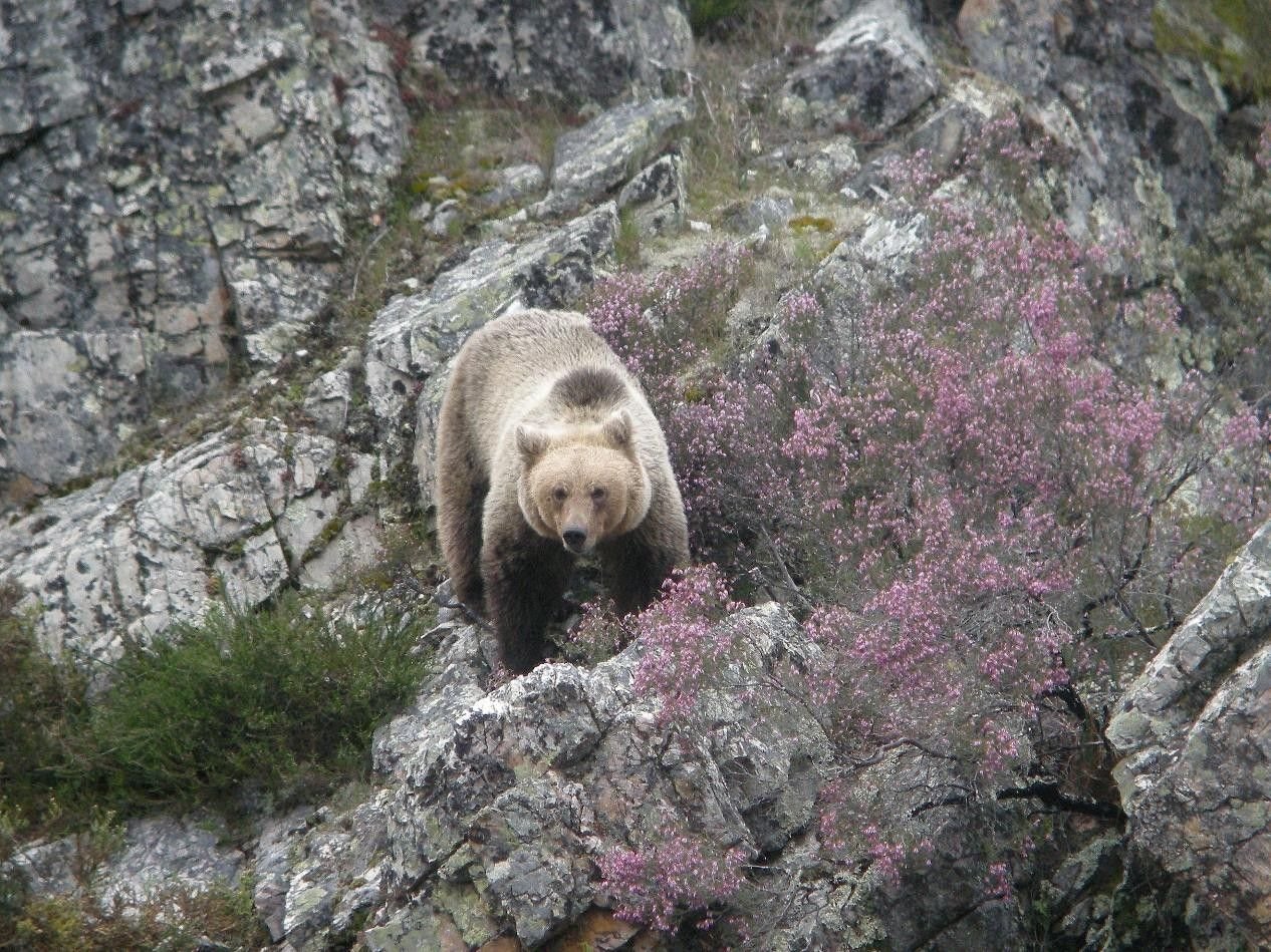 Ours bruns, loups et chats sauvages