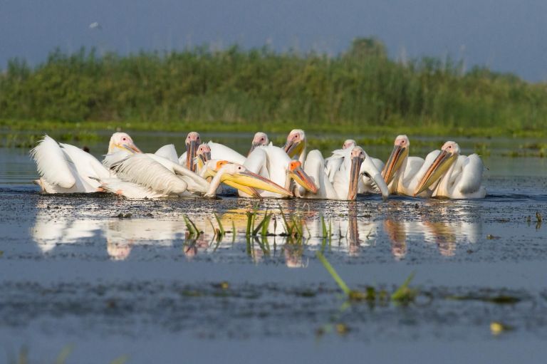 Roumanie - Le delta du Danube, passionnément photo !