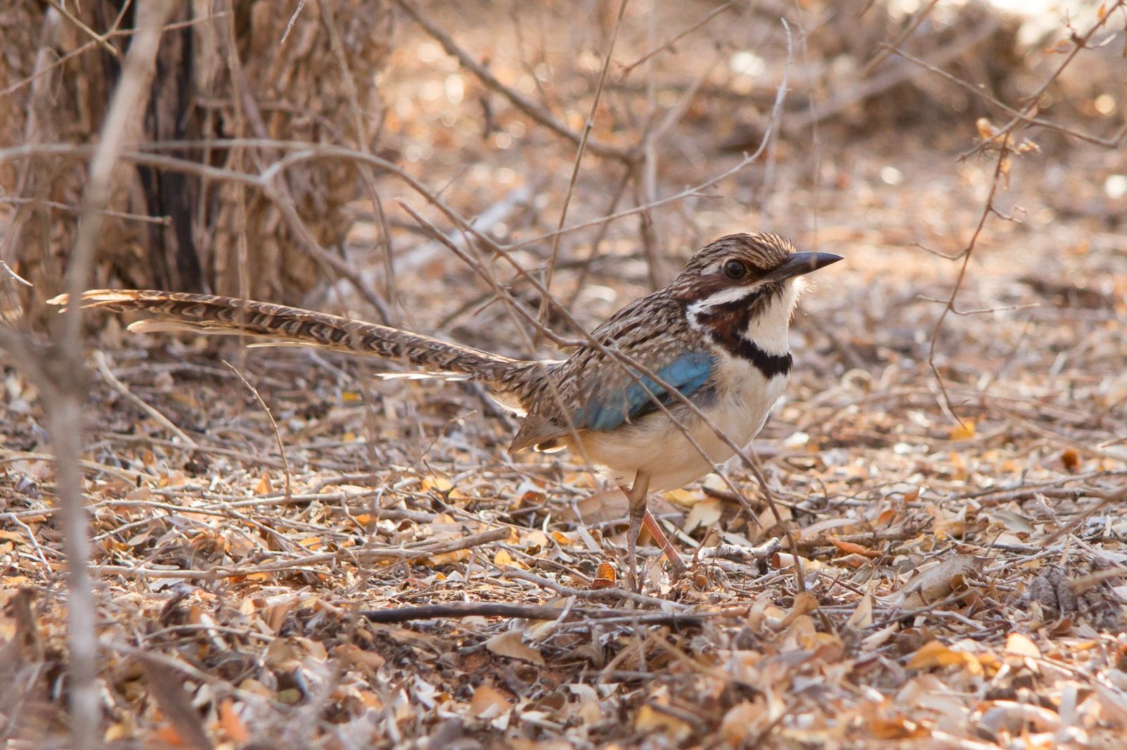 Les oiseaux de Madagascar  - partie Sud