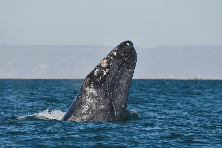 Mexique - Epopée sauvage en Basse-Californie