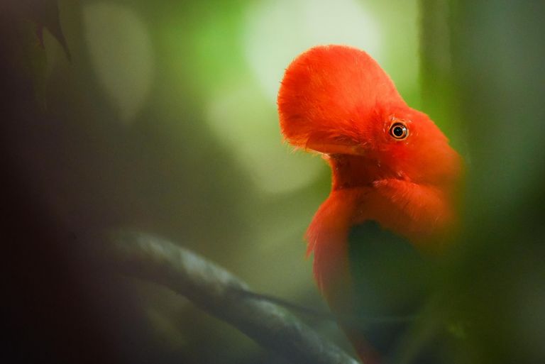 Colombie - Voyage naturaliste des Andes au Choco