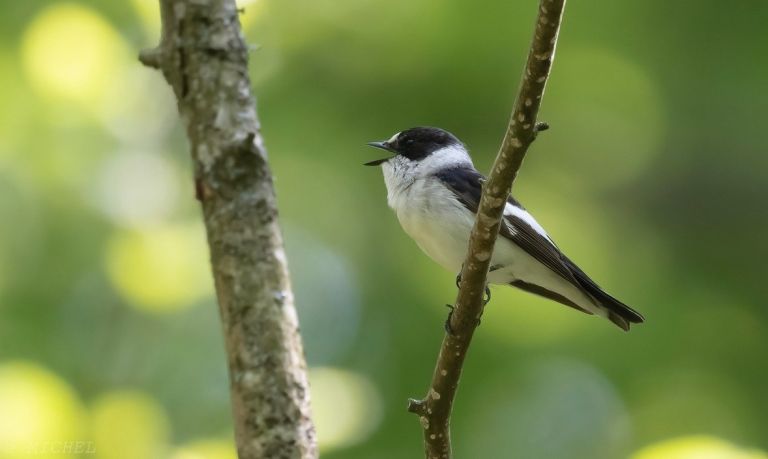France - Pygargue à queue blanche, Gobemouche à collier et oiseaux des Vosges