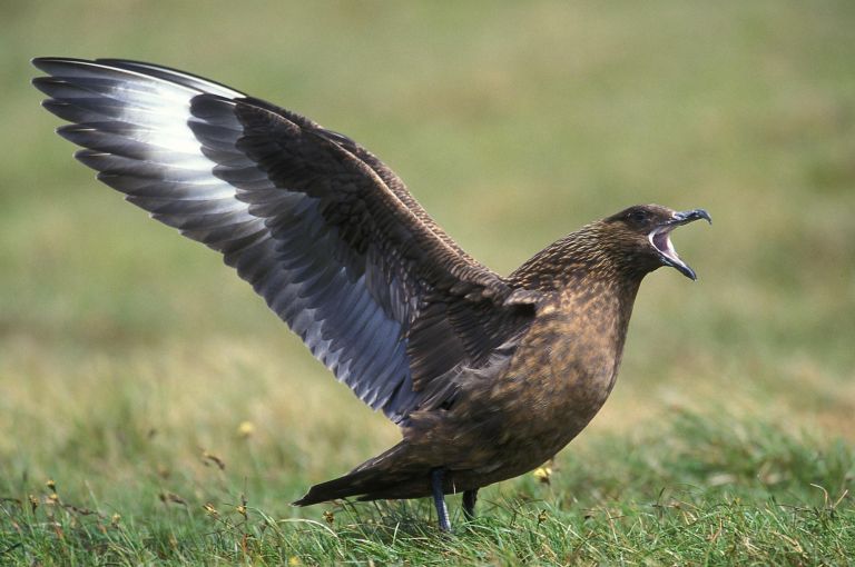 Écosse - Shetland : l’archipel sauvage