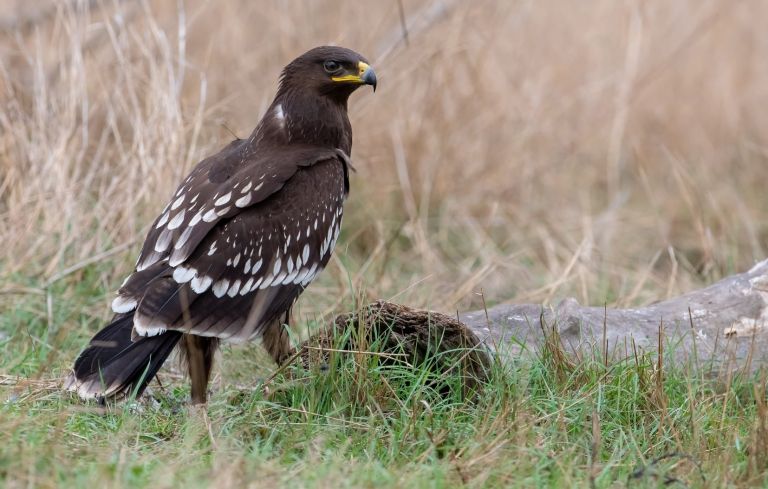 France - Oiseaux hivernants de Camargue