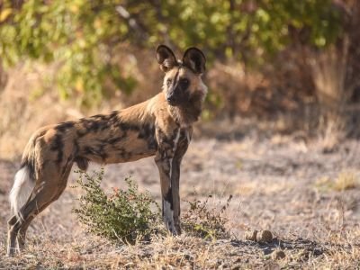 Zambie - Safari "spécial migrations"