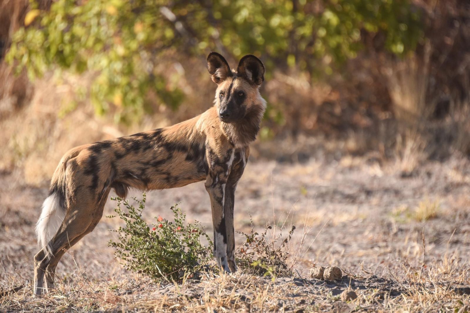 voyage nature zambie