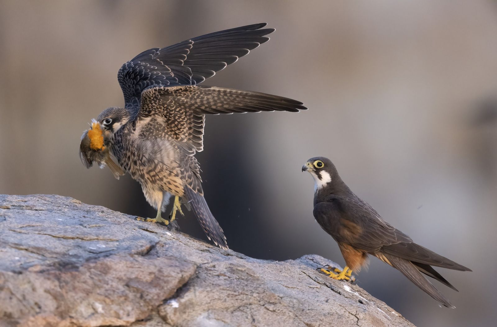 © Iosto Doneddu - Voyage ornithologique aux Îles Baléares  Faucon d'Eléonore