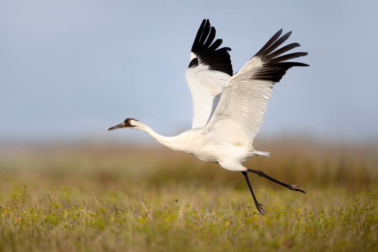 États-Unis - Texas: du départ des Grues blanches d’Amérique au retour des parulines 