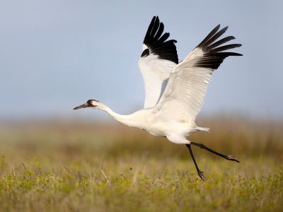 © Matthew Studebaker - Etats-Unis - Texas: du départ des Grues blanches d’Amérique au retour des parulines Etats-Unis - Texas: du départ des Grues blanches d’Amérique au retour des parulines