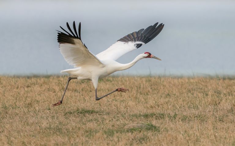 Etats-Unis - Texas: du départ des Grues blanches d’Amérique au retour des parulines 