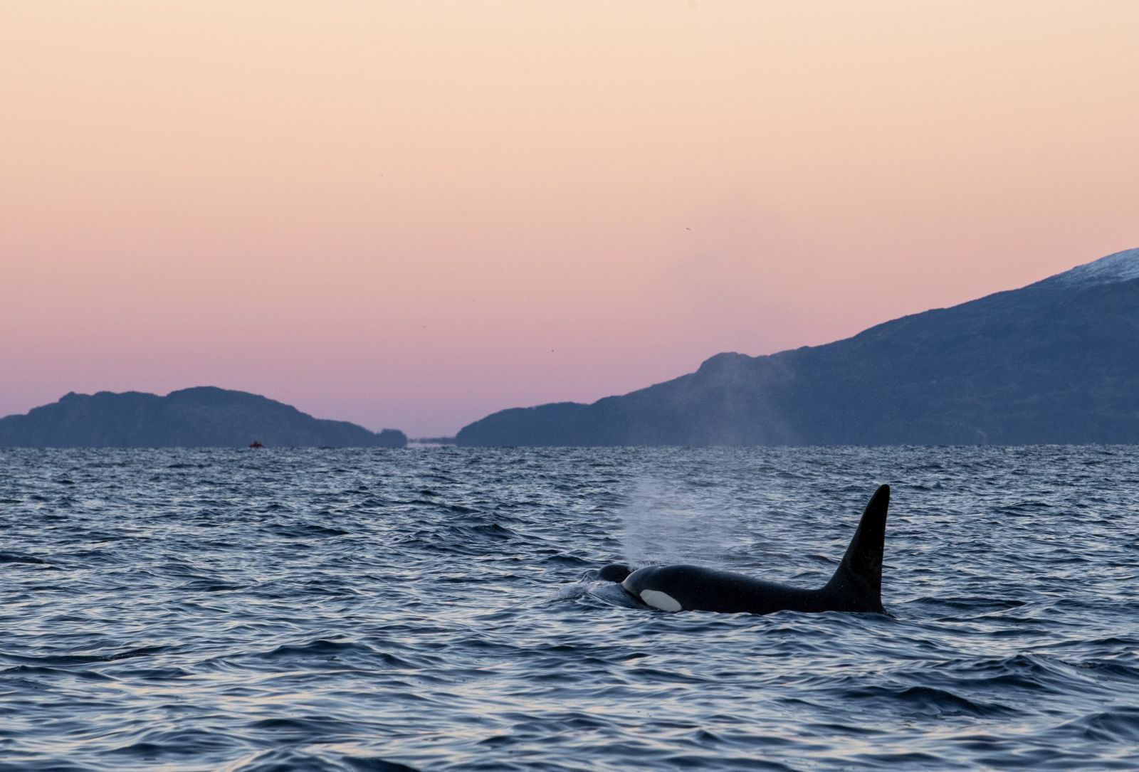 Entre fjords et taïga à la rencontre des orques et mammifères marins de Laponie