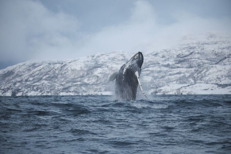 Finlande - Norvège - Laponie - Entre fjords et taïga à la rencontre des orques et mammifères marins de Laponie