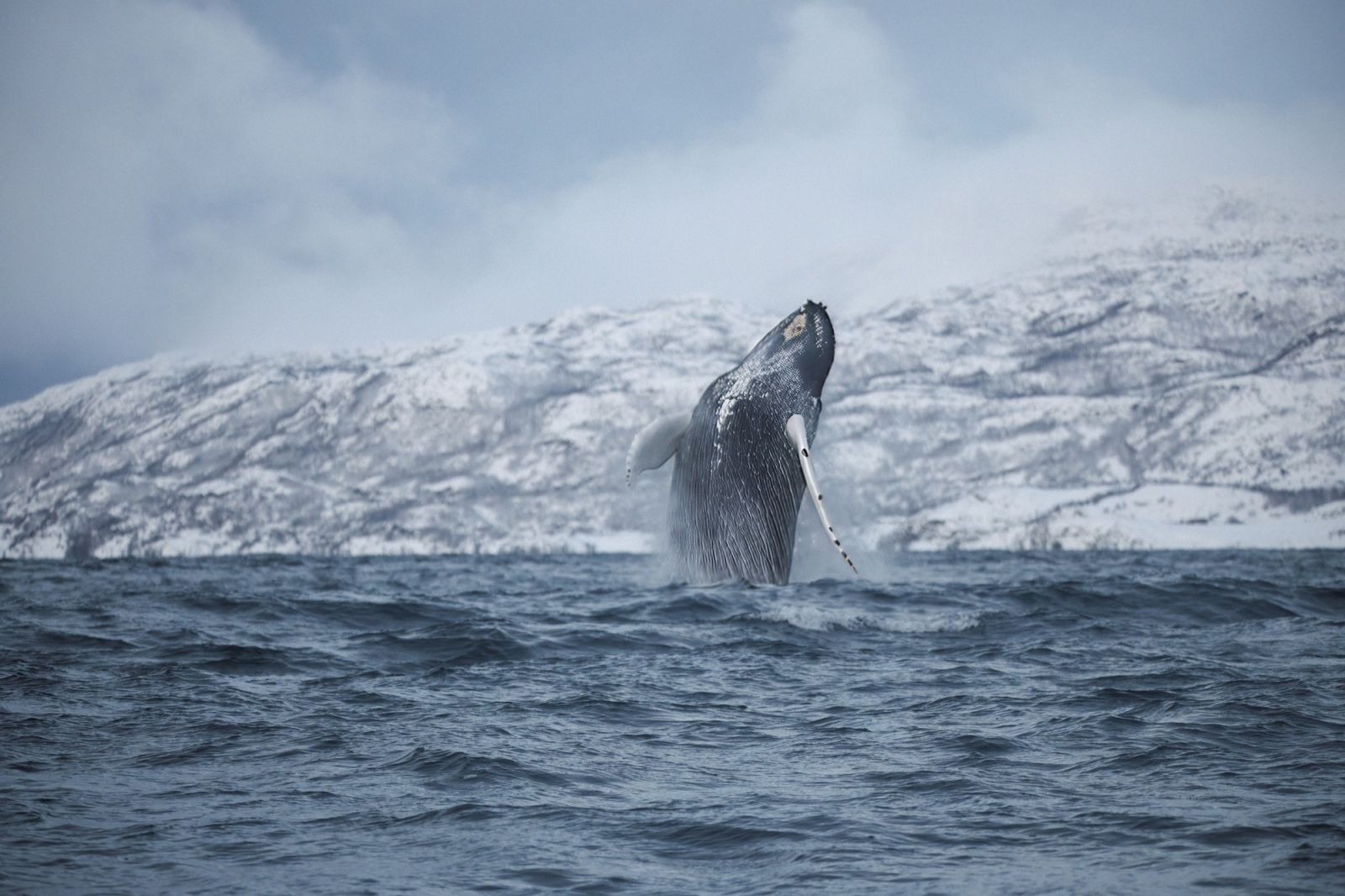 Entre fjords et taïga à la rencontre des orques et mammifères marins de Laponie