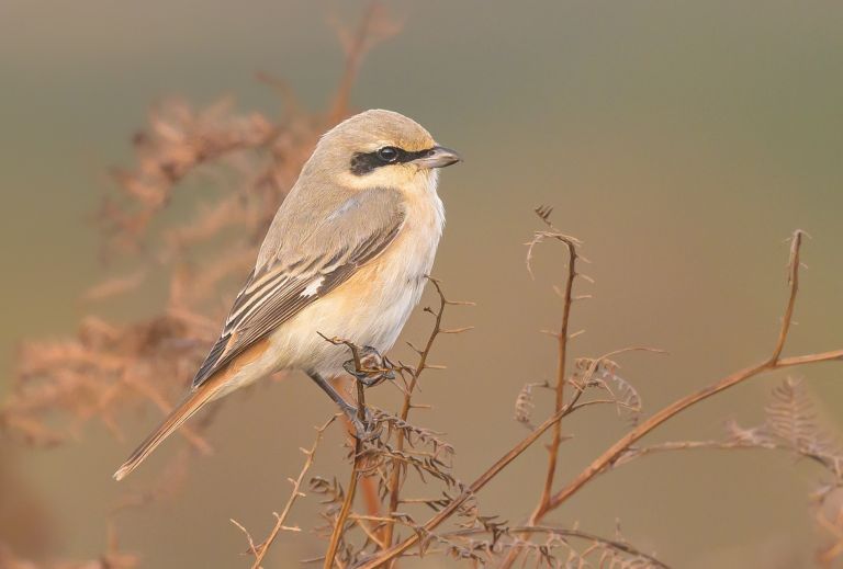 France - Migration d’automne sur la côte et les îles Morbihannaises 