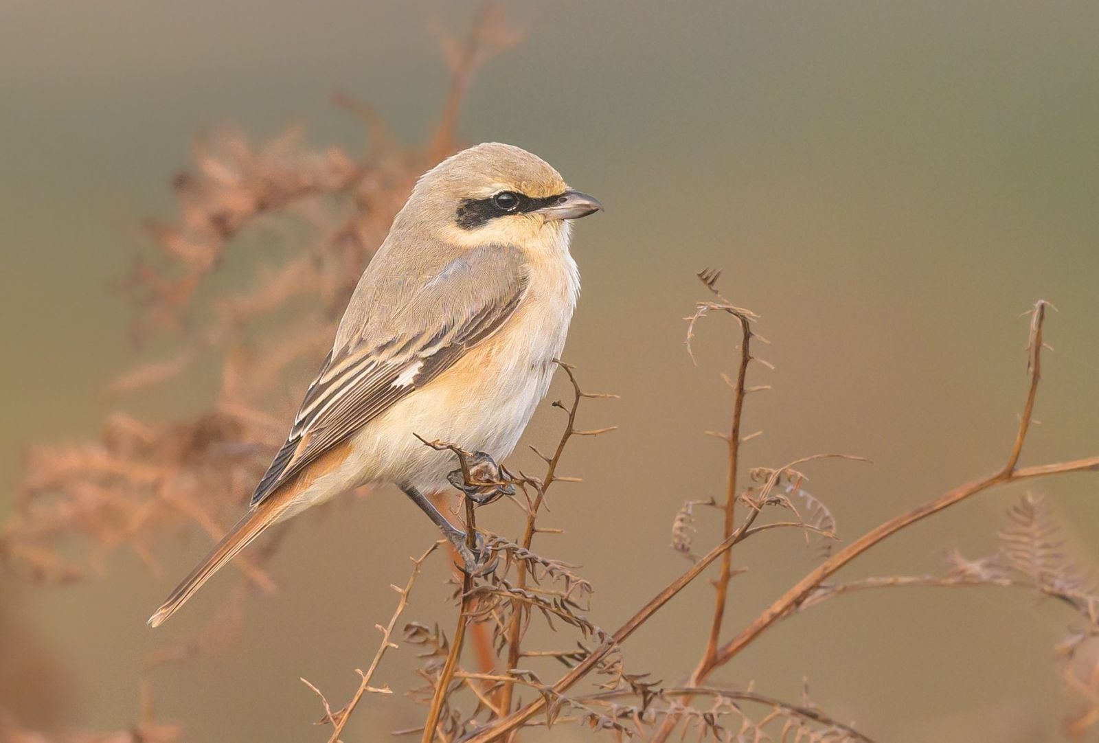 © Sylvain REYT - Migration d’automne sur la côte et les îles Morbihannaises  Pie-grièche isabelle