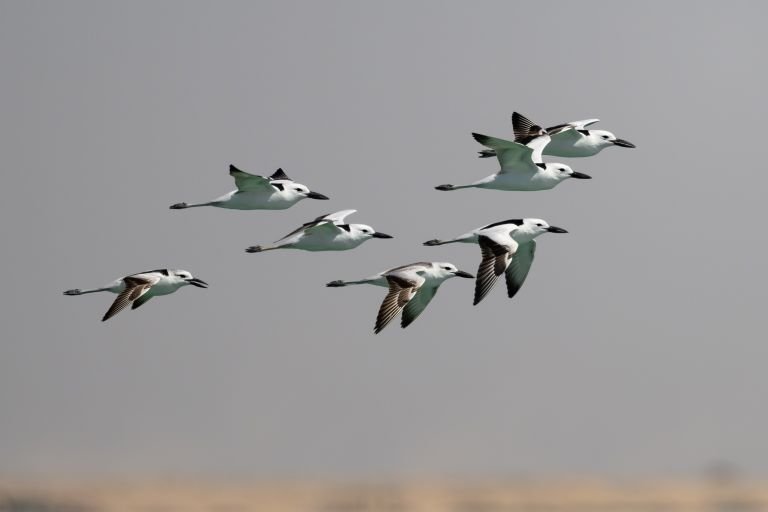 Oman - Oman, perle ornithologique du Moyen-Orient