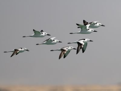 Oman - Oman, perle ornithologique du Moyen-Orient