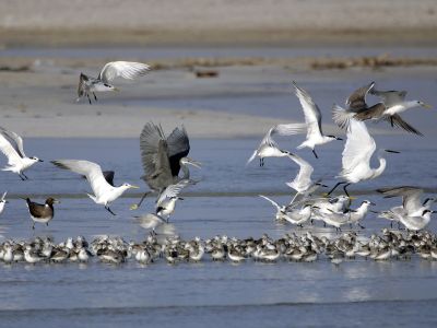 Oman, perle ornithologique du Moyen-Orient