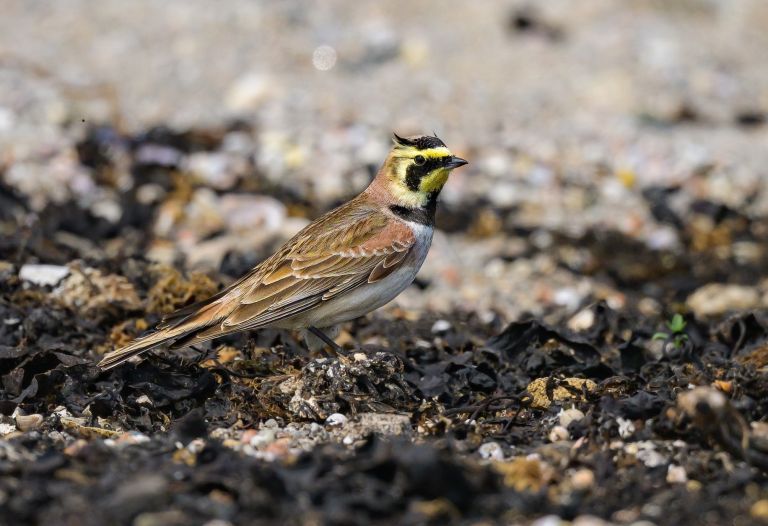 France - Spécialités ornithologiques de la Baie de Somme en hiver