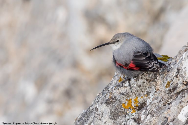 Espagne - Les oiseaux des Pyrénées Aragonaises