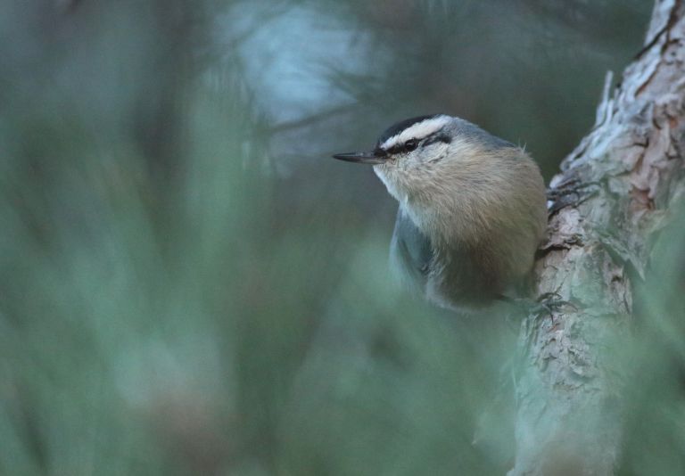 France - Oiseaux nicheurs et migrateurs de Corse
