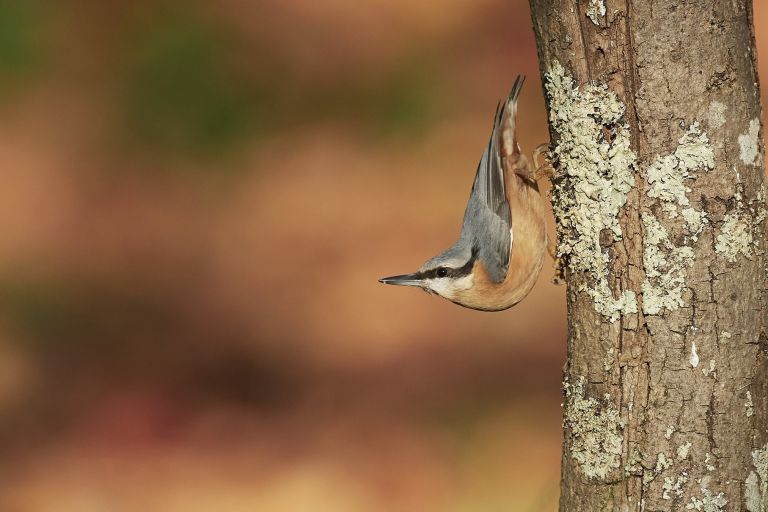 France - Week-end initiation au chant des oiseaux