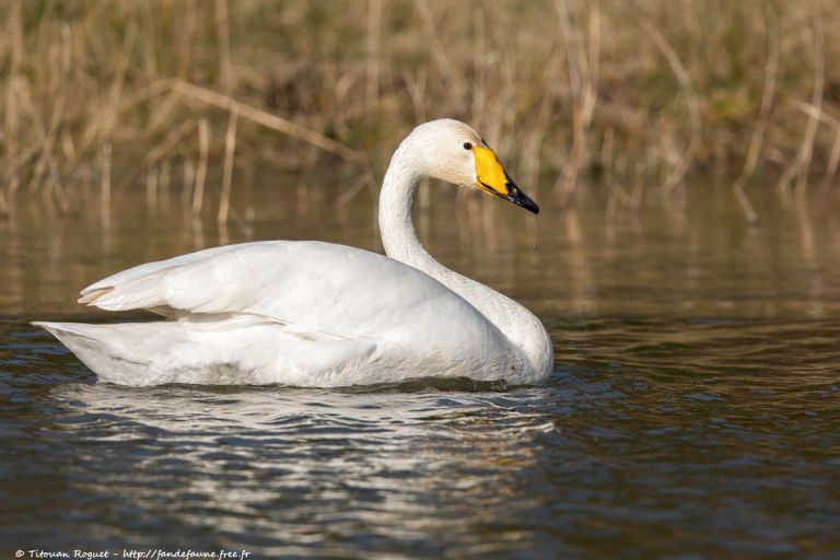 France - Oiseaux hivernants et migrateurs du lac du Der