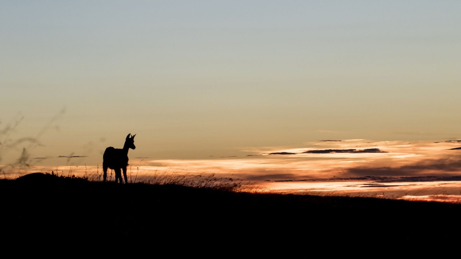 © Grégory Smellinckx - A la rencontre des chamois sur les crêtes Vosgiennes Chamois