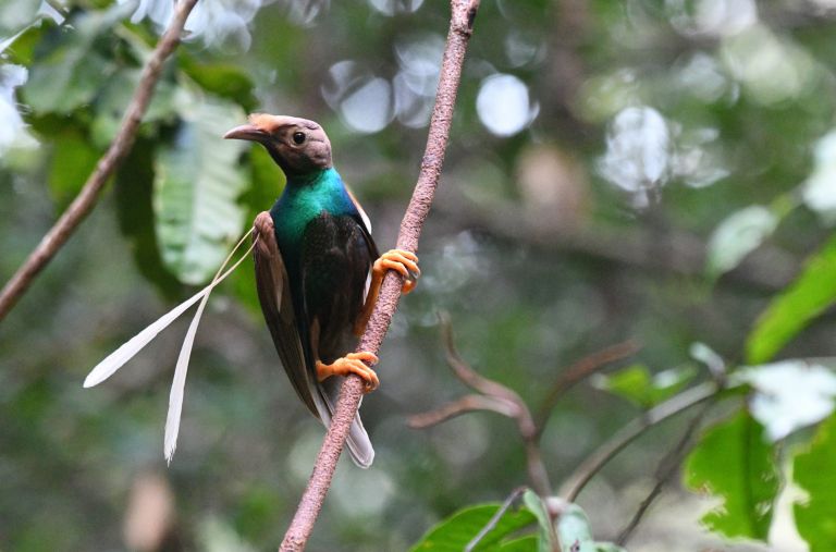 Indonésie - Sulawesi & Halmahera -  richesses ornithologiques autour de la ligne de Wallace 
