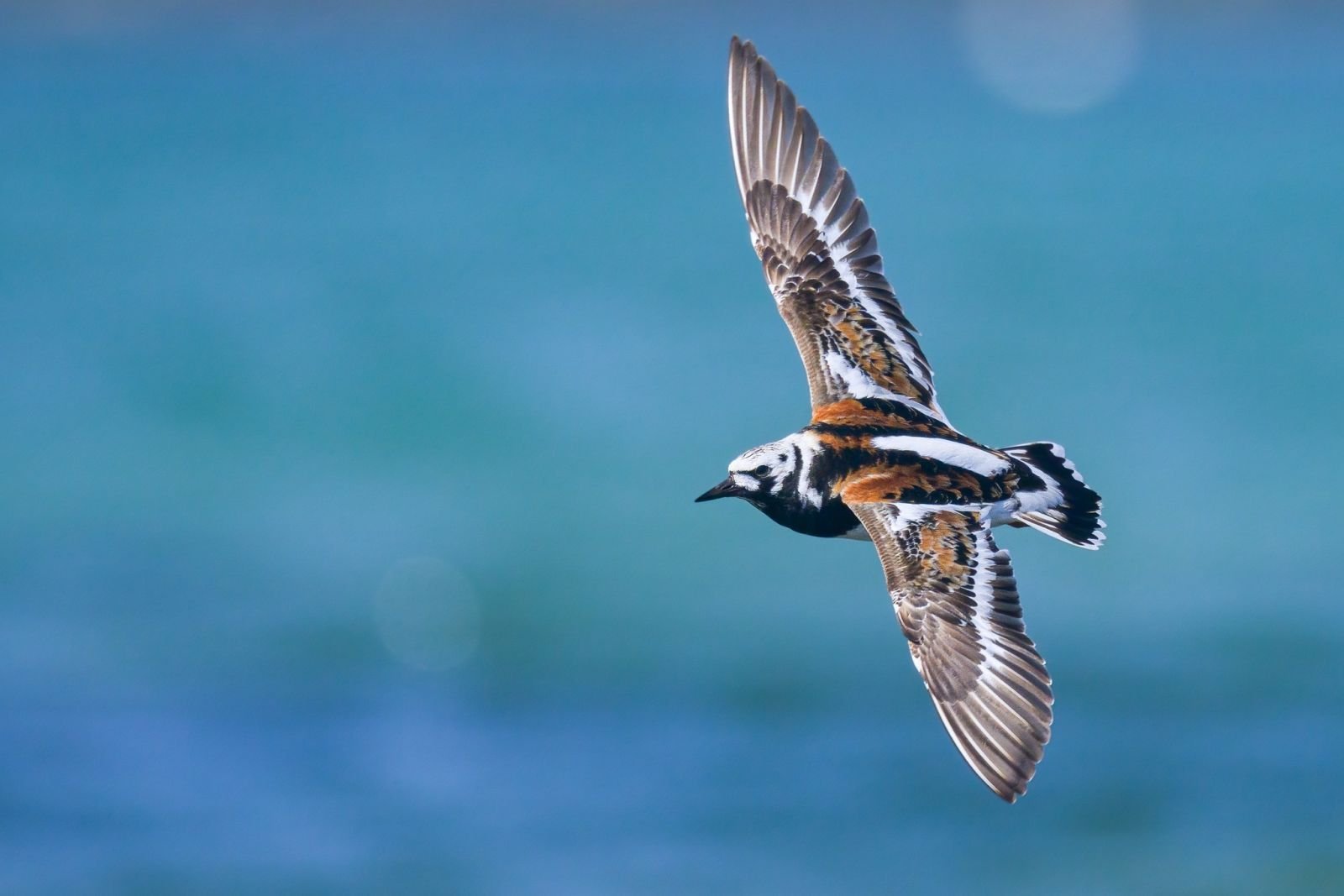 Tournepierre à collier