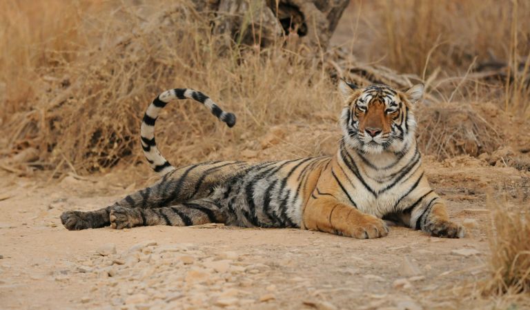 Inde -  Big Five asiatique