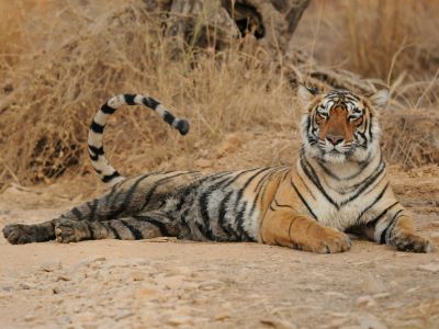 Inde -  Big Five asiatique  - voyage photo