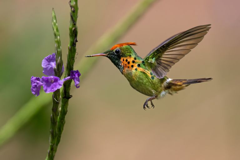Guyane - Oiseaux de Guyane