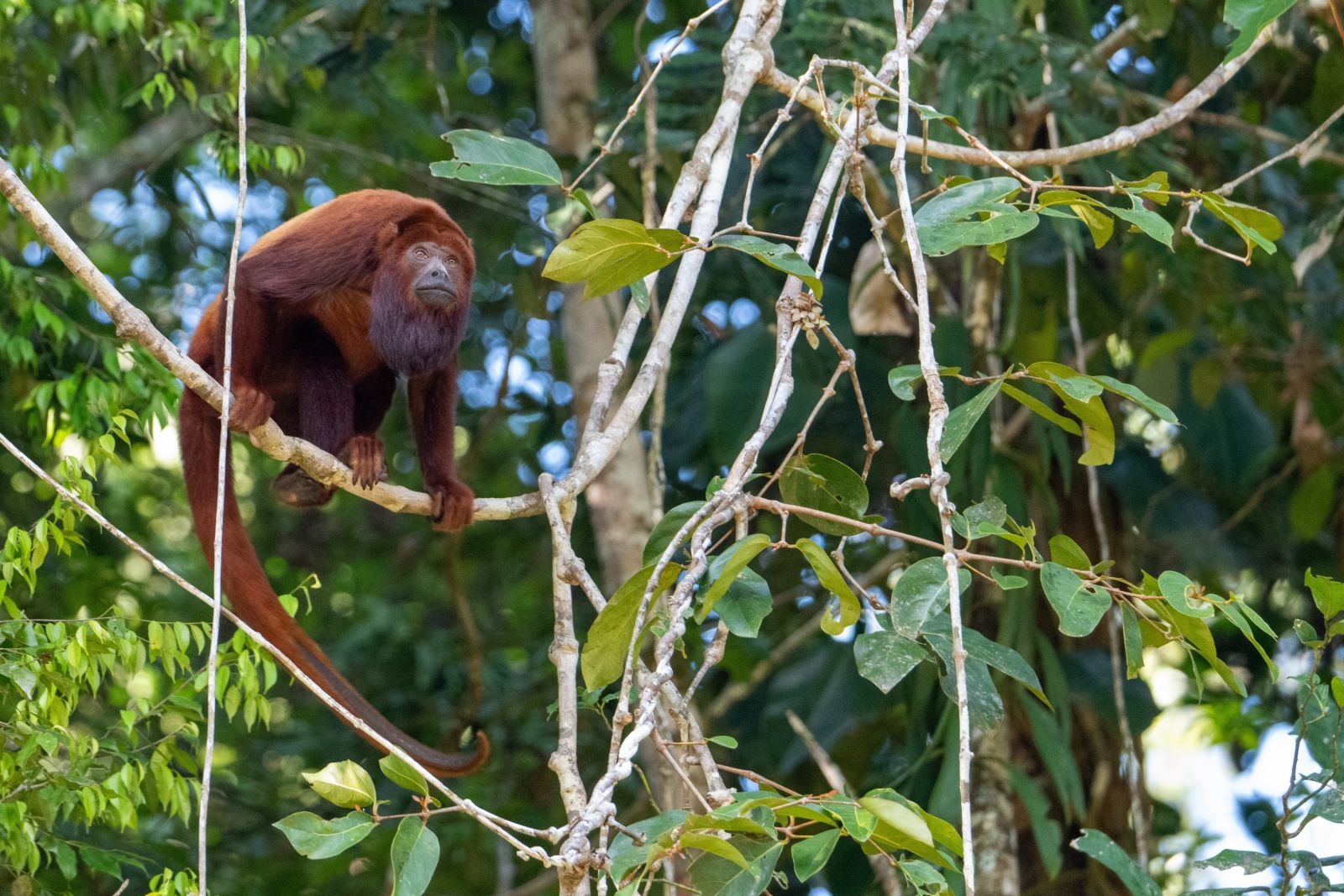 Voyage nature amazonie