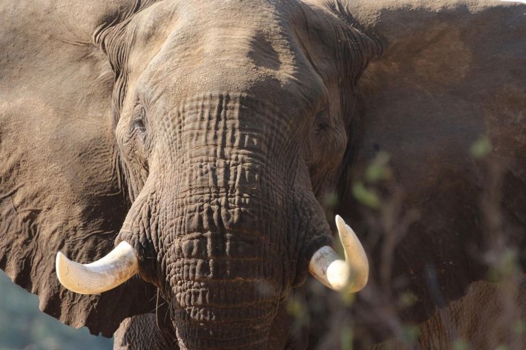 Botswana - Zimbabwe - Safari et immersion sauvage : Chobe, Hwange et Victoria Falls