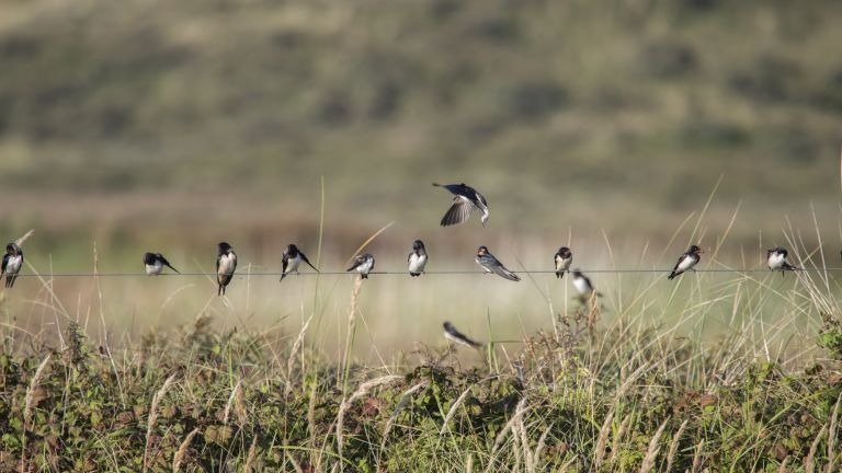 Pays-Bas - Ornithologie automnale: Texel à travers votre objectif 