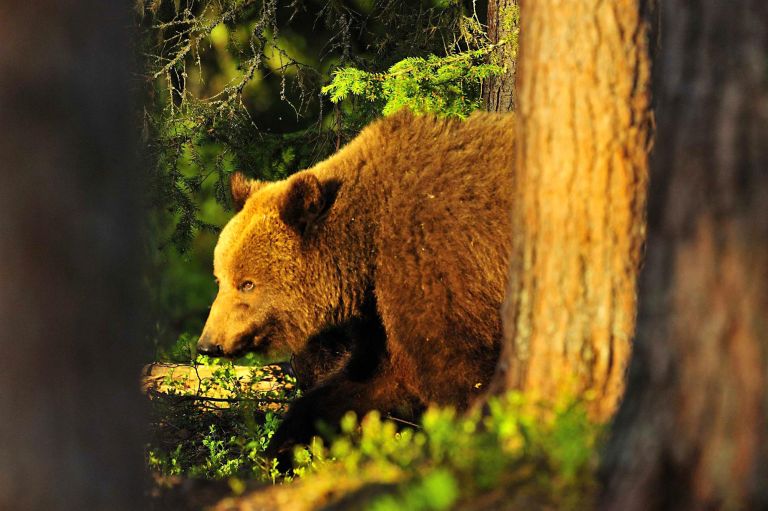 Slovaquie - Dans les montagnes de l’ours brun 