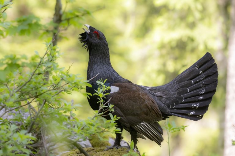 Estonie - Tétras, chouettes, pics et oiseaux migrateurs 