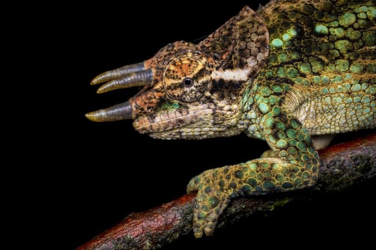 Tanzanie - Caméléons, serpents et grands mammifères