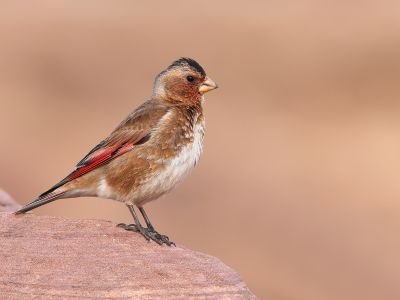 Maroc - Le sud du Maroc - Du haut Atlas au désert 