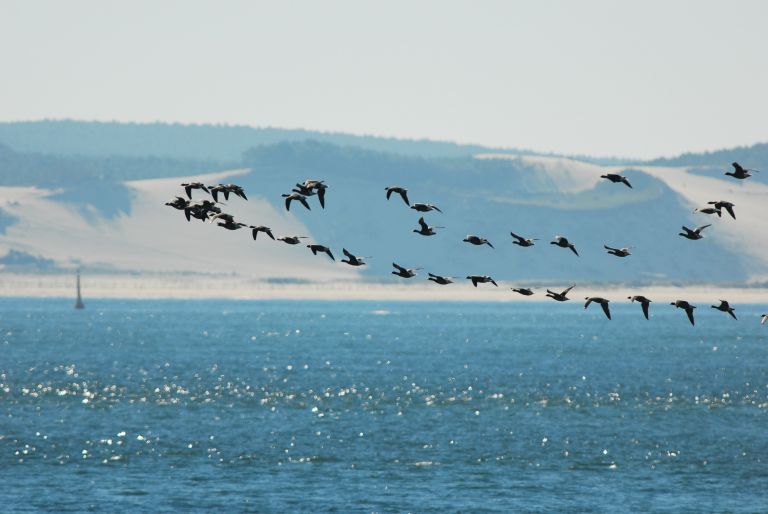 France - La Bernache cravant et les oiseaux migrateurs du bassin d’Arcachon