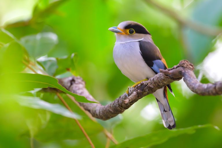 Thaïlande - Les oiseaux de Thaïlande