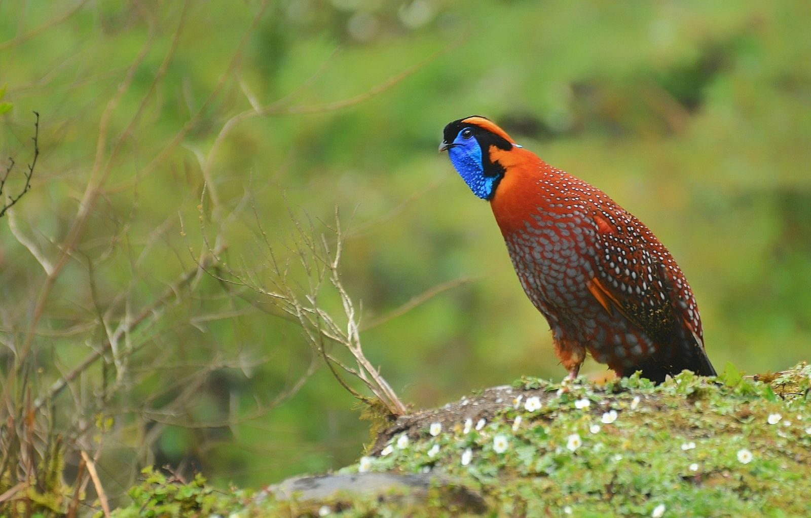 Tragopan de Temminck