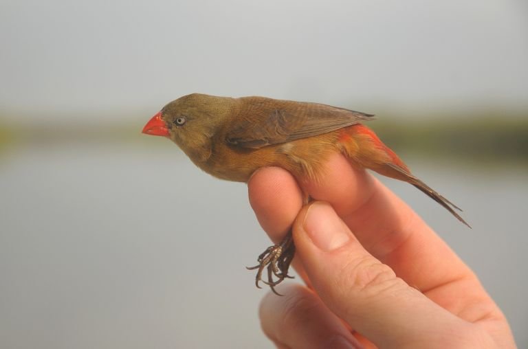 Bénin - Les oiseaux du royaume du Dahomey