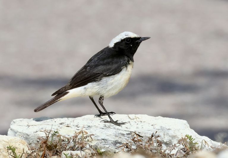 Chypre - Oiseaux endémiques et migrateurs de Chypre