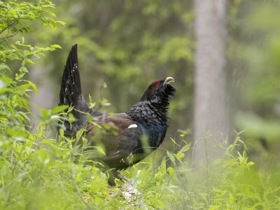 Espagne - Grand tétras, Tengmalm et Pic Noir - Séjour photo