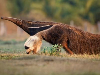 Colombie - Ours, Tamanoir et Harpie - Spécial photo animalière