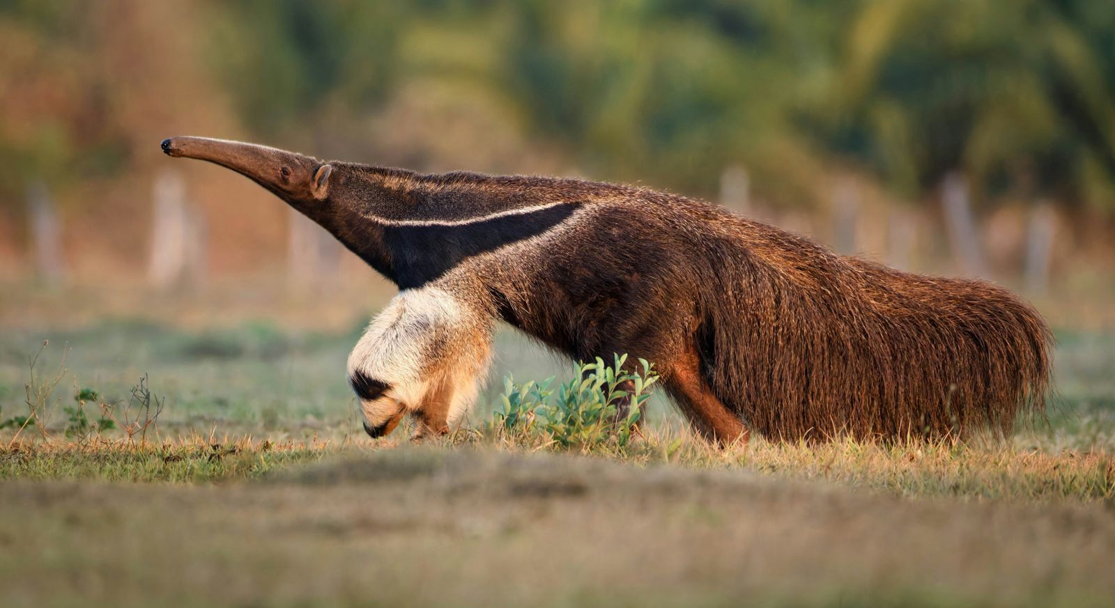 Ours, Tamanoir et Harpie - Spécial photo animalière